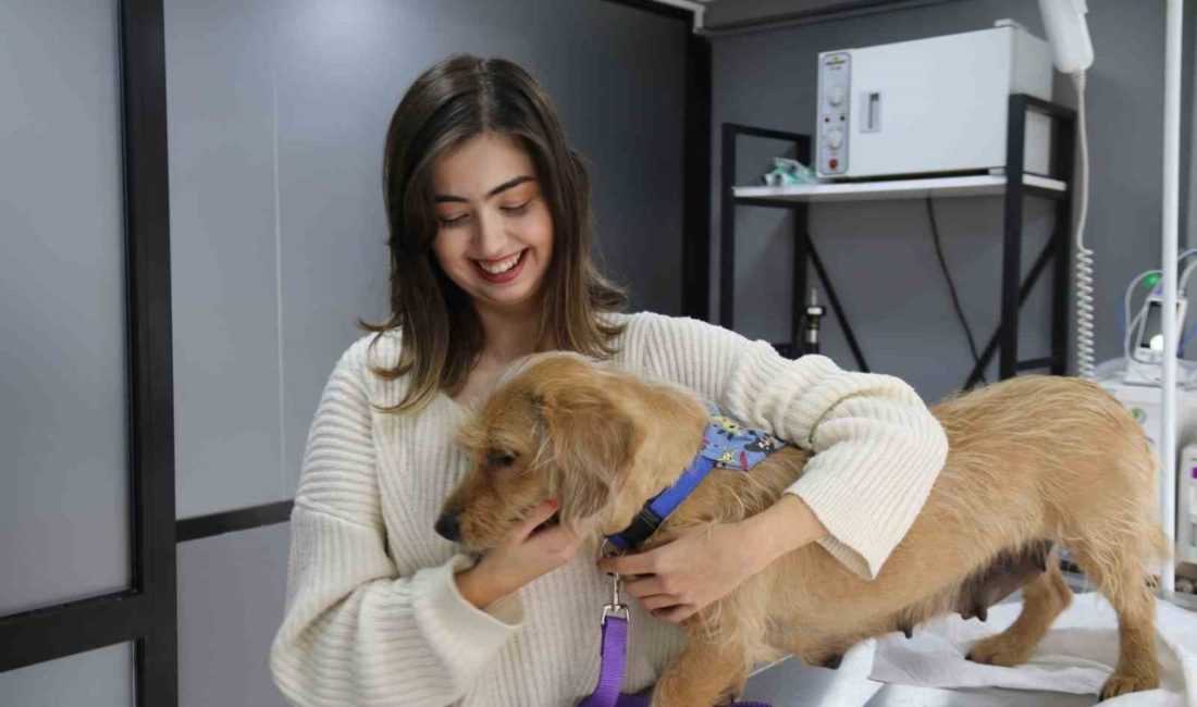 Bakan Yumaklı duyurdu: Sokak hayvanlarında yeni dönem