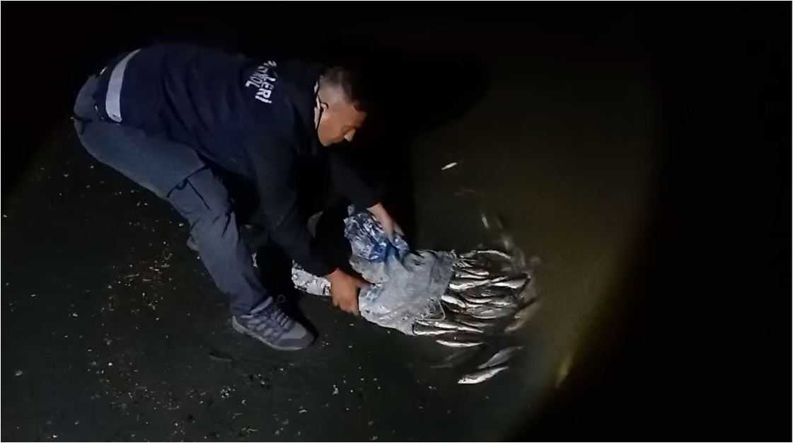 Gece yarısı baskını: 60 kilo inci kefali son anda kurtarıldı!