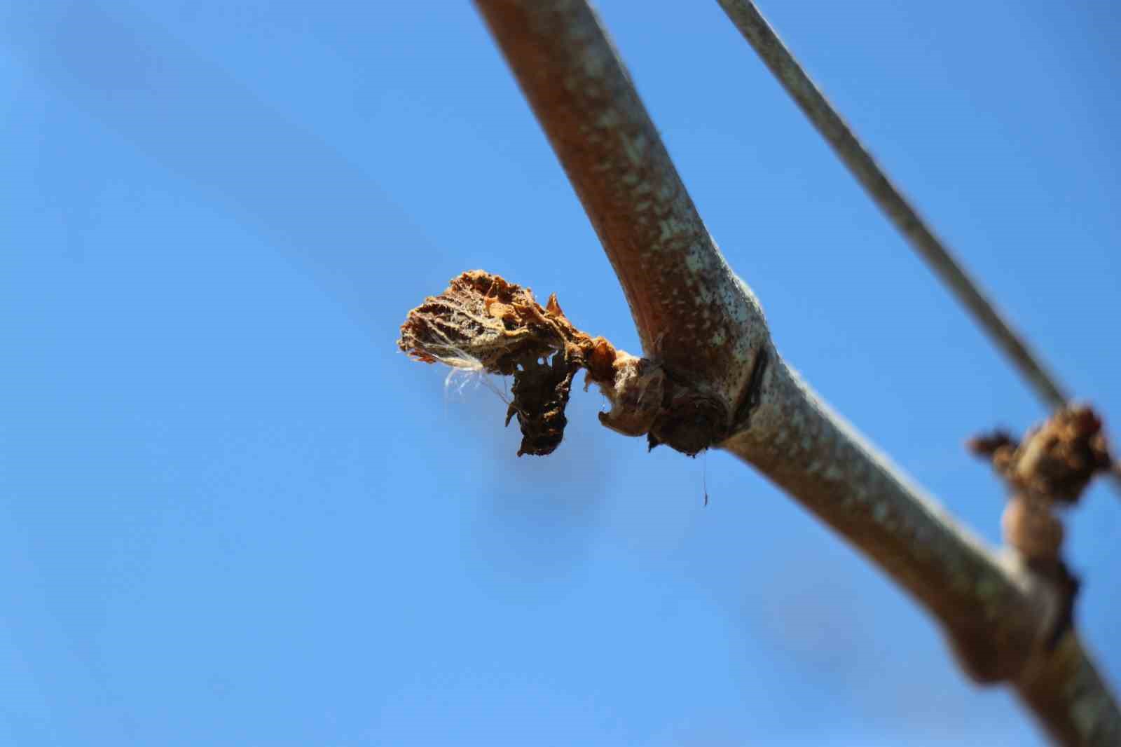 TZOB Genel Başkanı Bayraktar: “65 ilimizde zirai don zararı var”