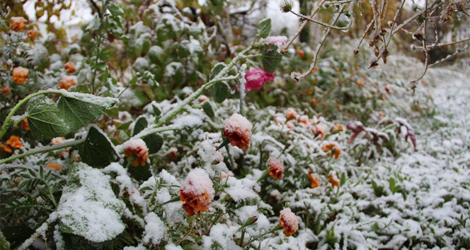 Üreticilere don uyarısı: 11-15 Nisan’a dikkat!