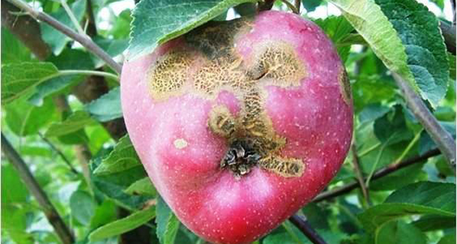 Vanlı üreticilere hastalık uyarısı!