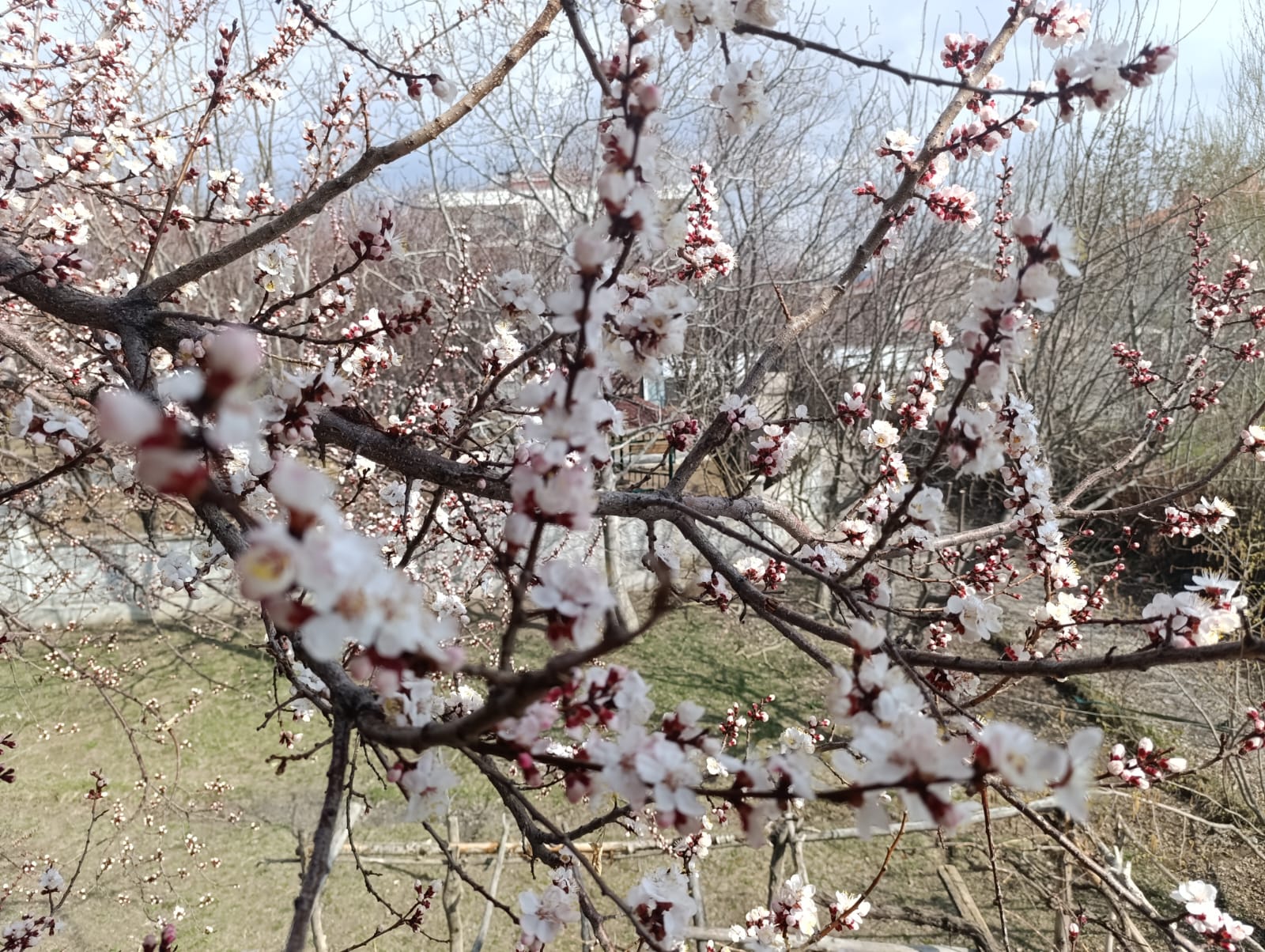 Van’da Meyve Ağaçları Çiçek Açtı