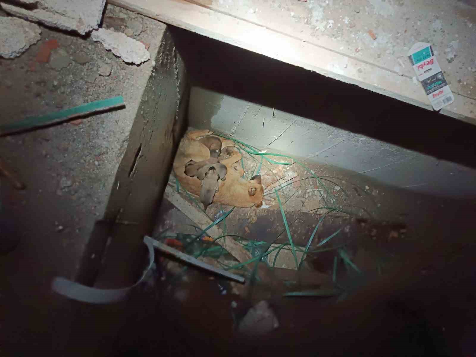 Asansör boşluğunda mahsur kalan köpekleri itfaiye kurtardı