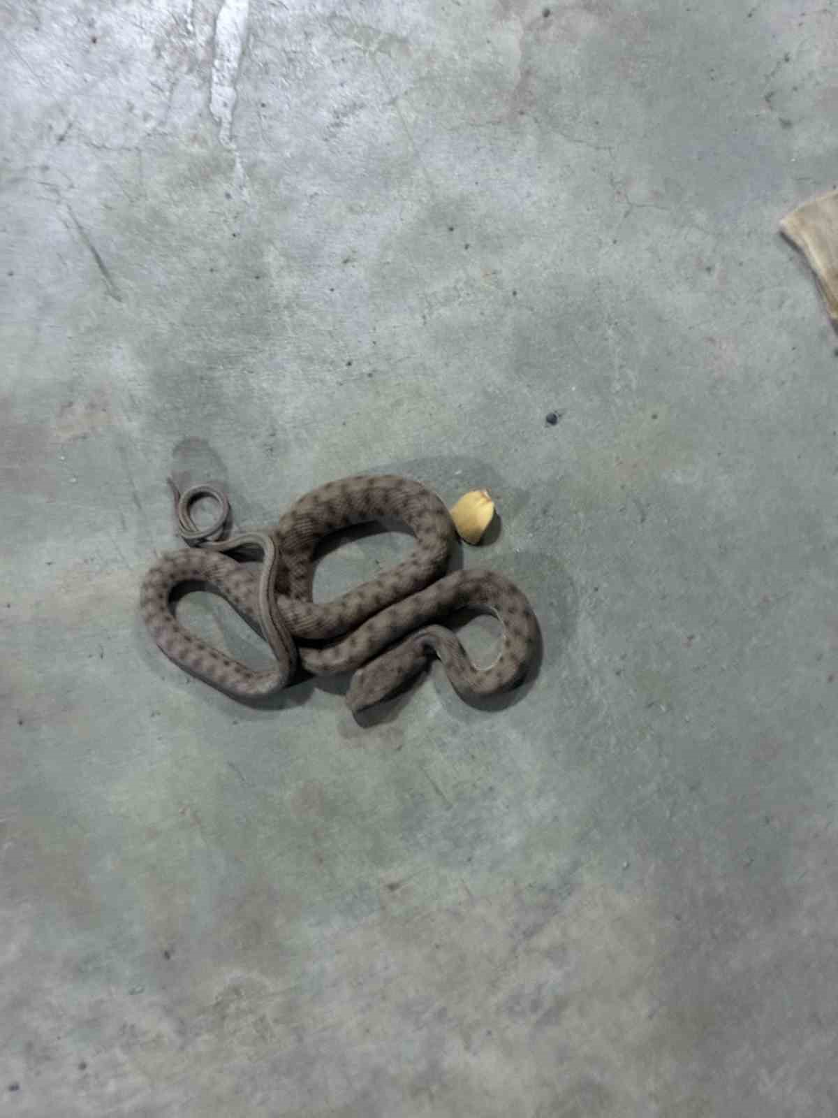 AVM’de görülen zehirli engerek yılanı korkuttu