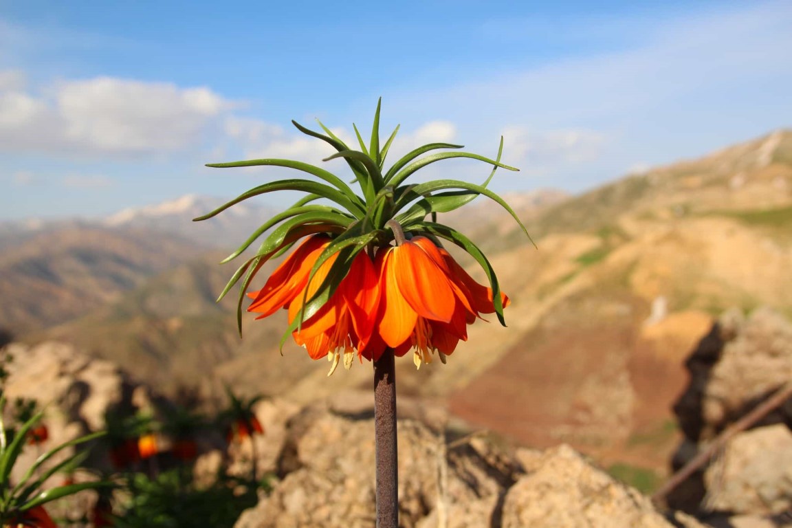 Bu çiçeği koparan yandı! Cezası 244 bin TL