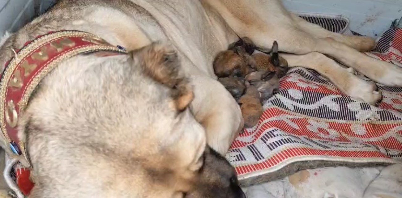 Kangal köpeği tavşanlara bakıyor