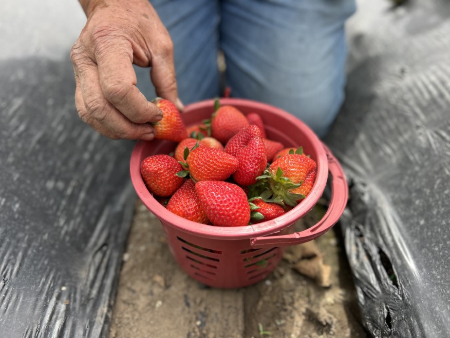Zirai dondan ateşle kurtulan çilek tarlada 100 TL