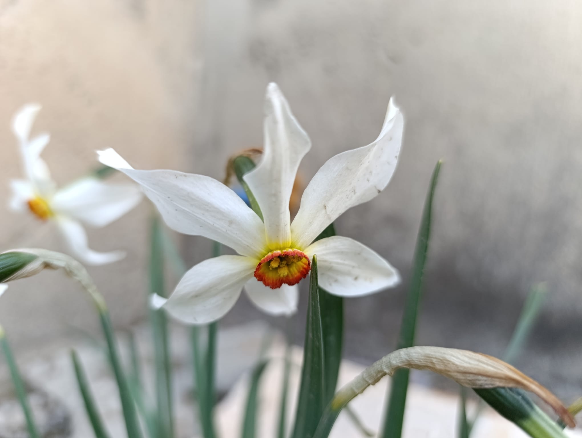Van’da baharın habercisi Zerrinkadehler göz kamaştırıyor