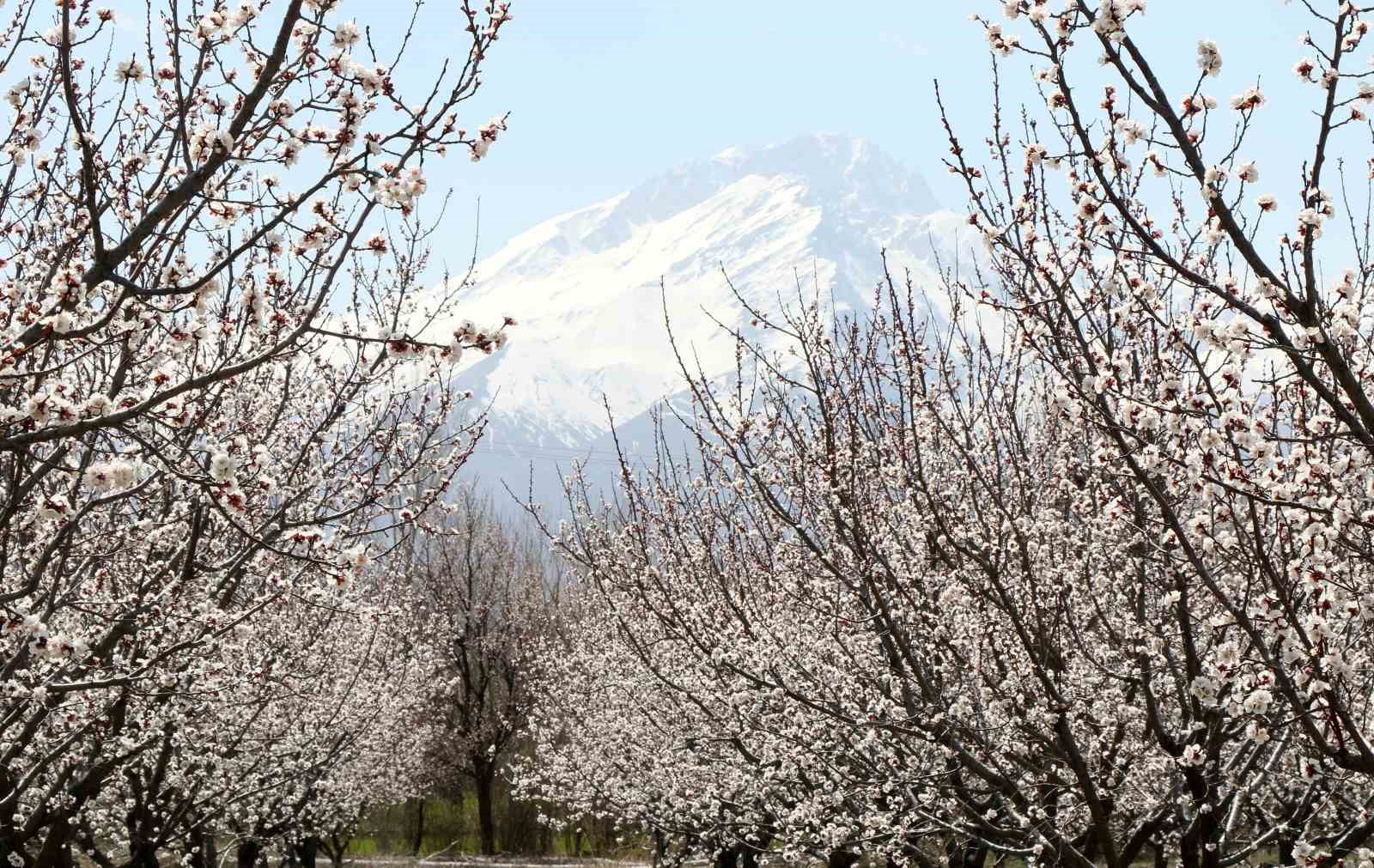 Çiçek açan ağaçların görselliği mest etti