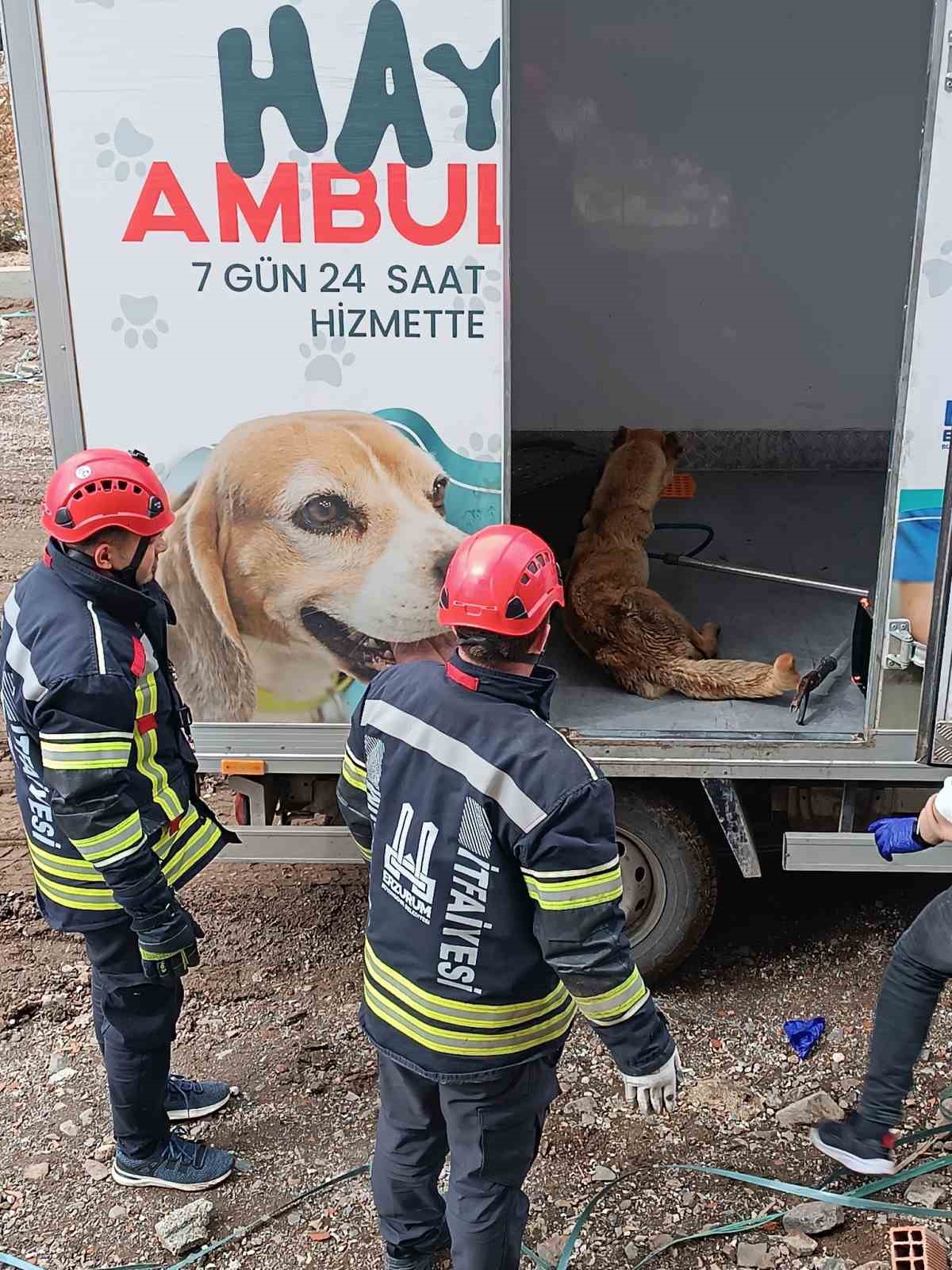 Asansör boşluğunda mahsur kalan anne ve yavru köpekleri itfaiye kurtardı