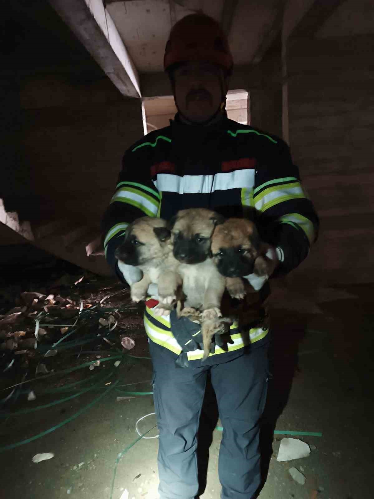 Asansör boşluğunda mahsur kalan anne ve yavru köpekleri itfaiye kurtardı