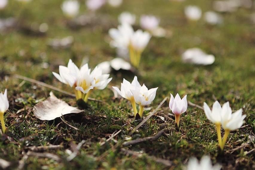 Baharın renkleri ortaya çıkmaya başladı