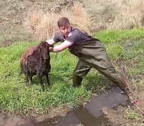 Bataklığa saplanan koyunu itfaiye ekipleri kurtardı