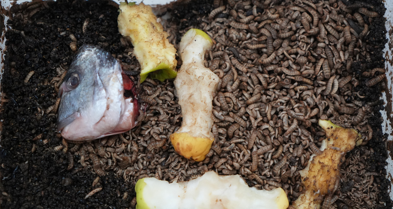 Atıkla beslenen böcek: Tarımda yeni dönem başlayabilir