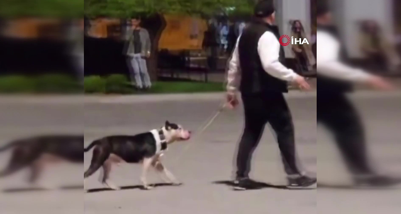Pitbull cinsi köpeğini diğer hayvanların üstüne salan sahibine 6 bin 923 TL para cezası