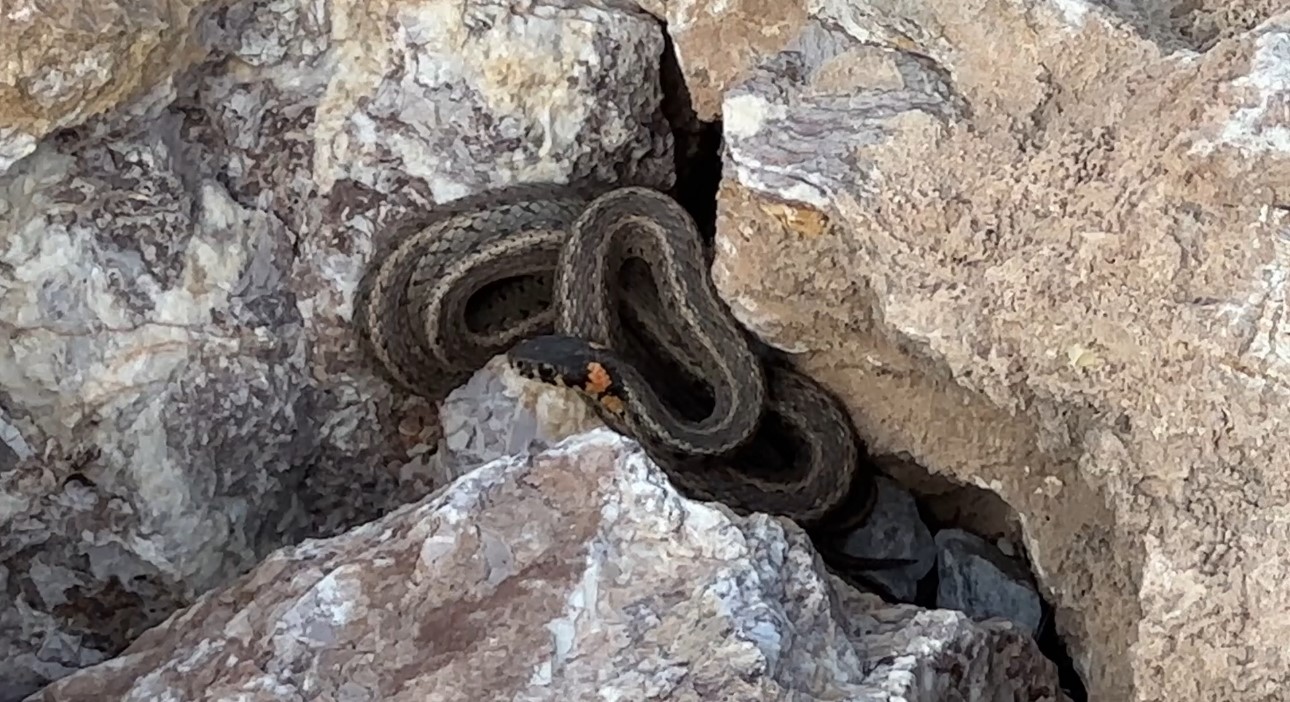 Burası Brezilya’nın ’Yılan Adası’ değil Yüksekova