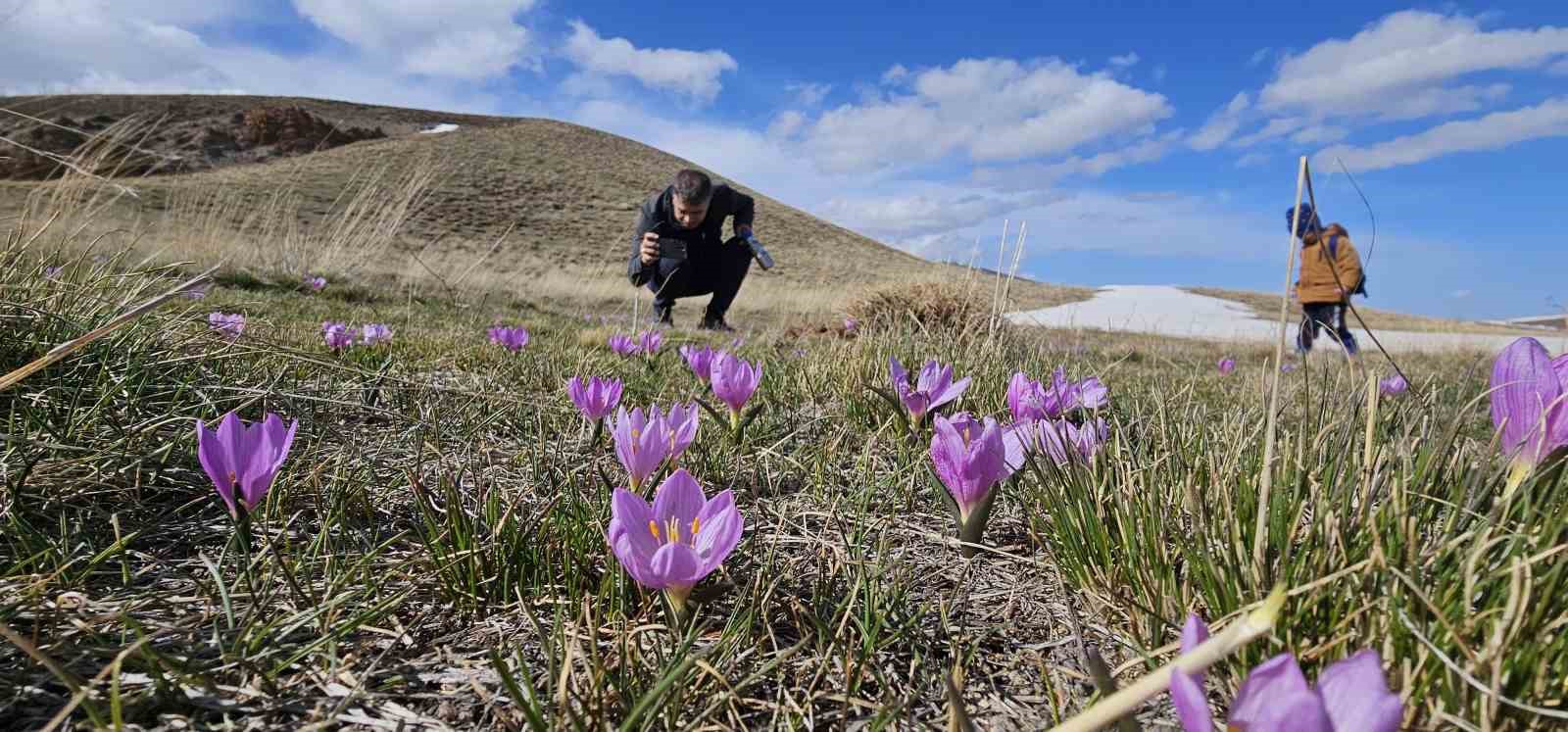 Nemrut Kalderası’nın mor çiğdemleri çiçek açtı
