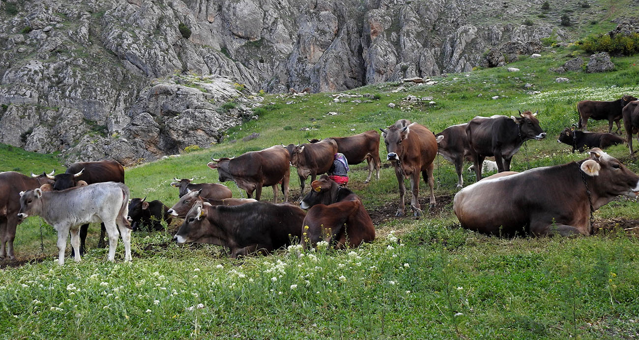 60 bin TL maaşla çoban bulamıyorlar