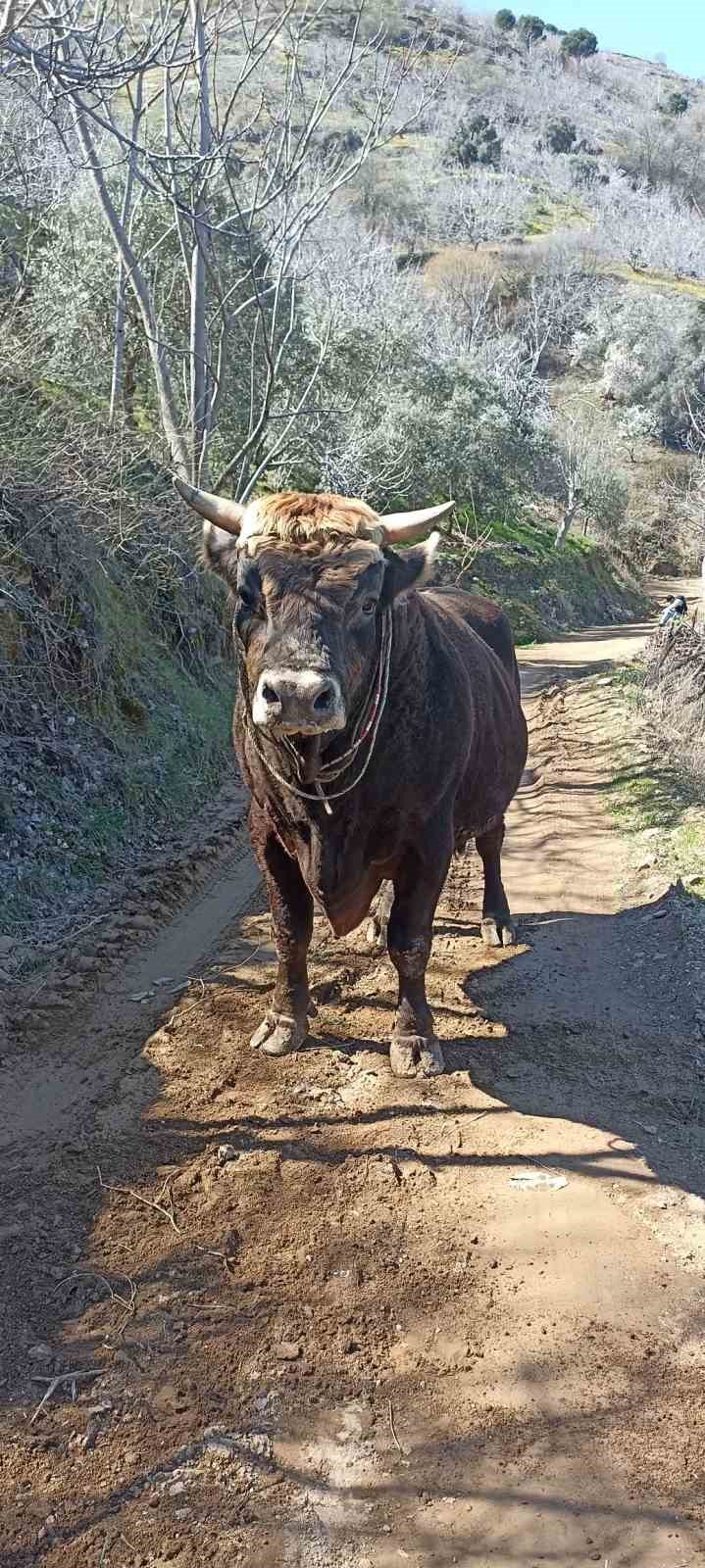 Boğa saldırısına uğrayan genç hayatını kaybetti