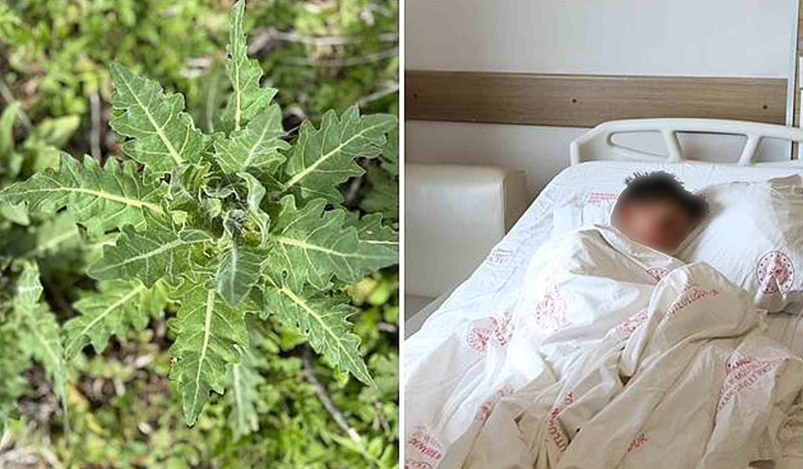 Deli bat bat otuna dikkat! Yanlış tüketildiğinde ciddi zehirlenmelere yol açabiliyor