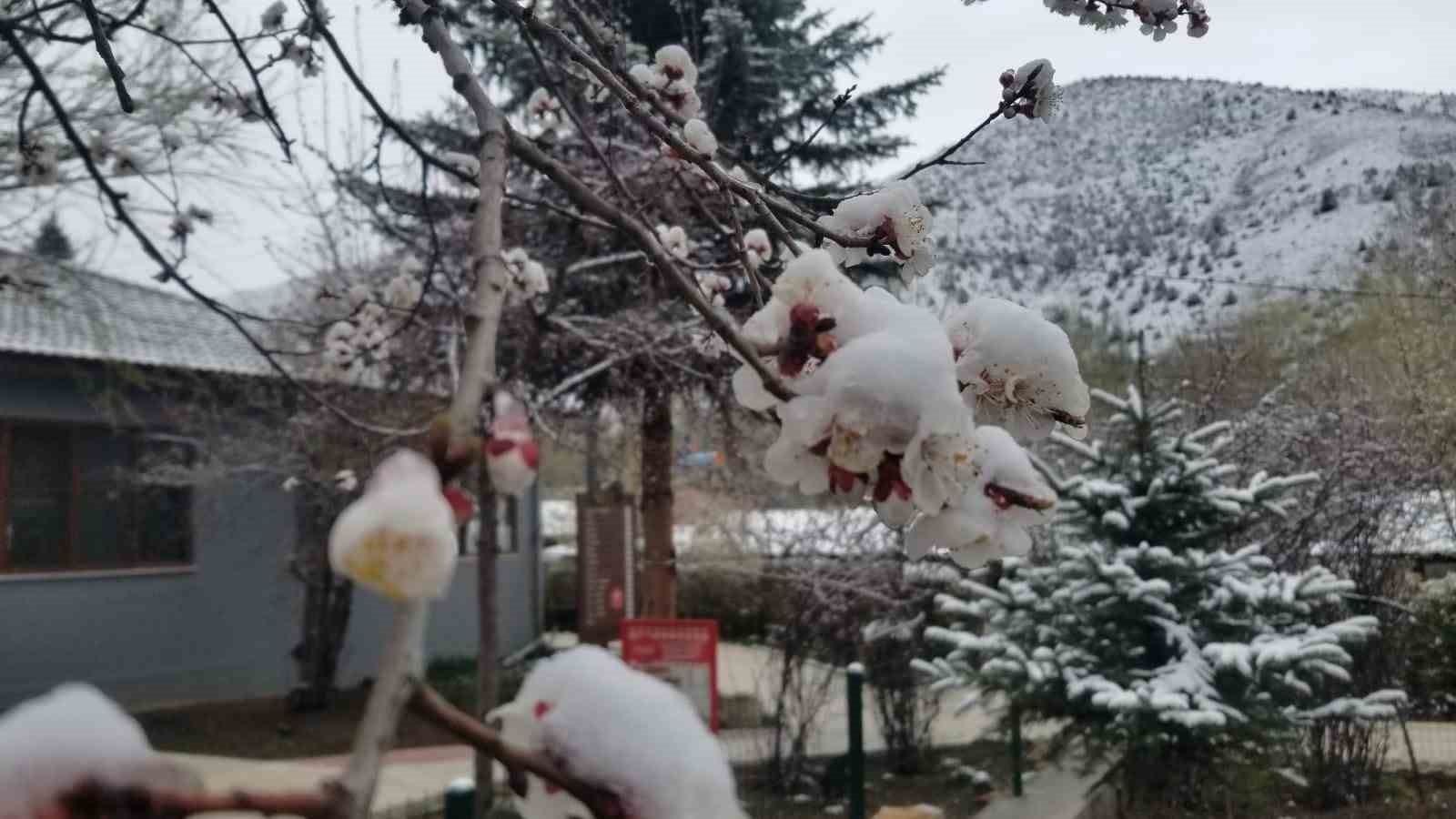 Erzincan’da çiçek açan meyve ağaçlarını don vurdu