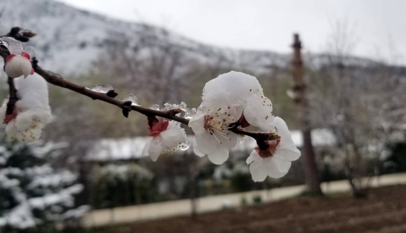 Erzincan’da çiçek açan meyve ağaçlarını don vurdu