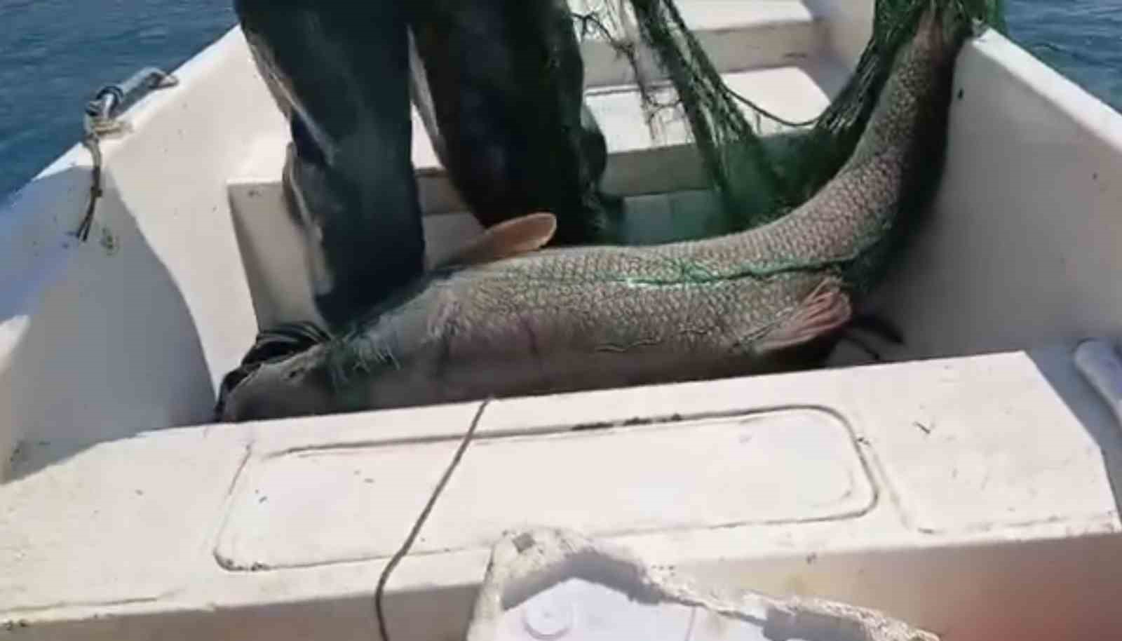 Elazığ’da 72 kiloluk dev turna balığı yakalandı