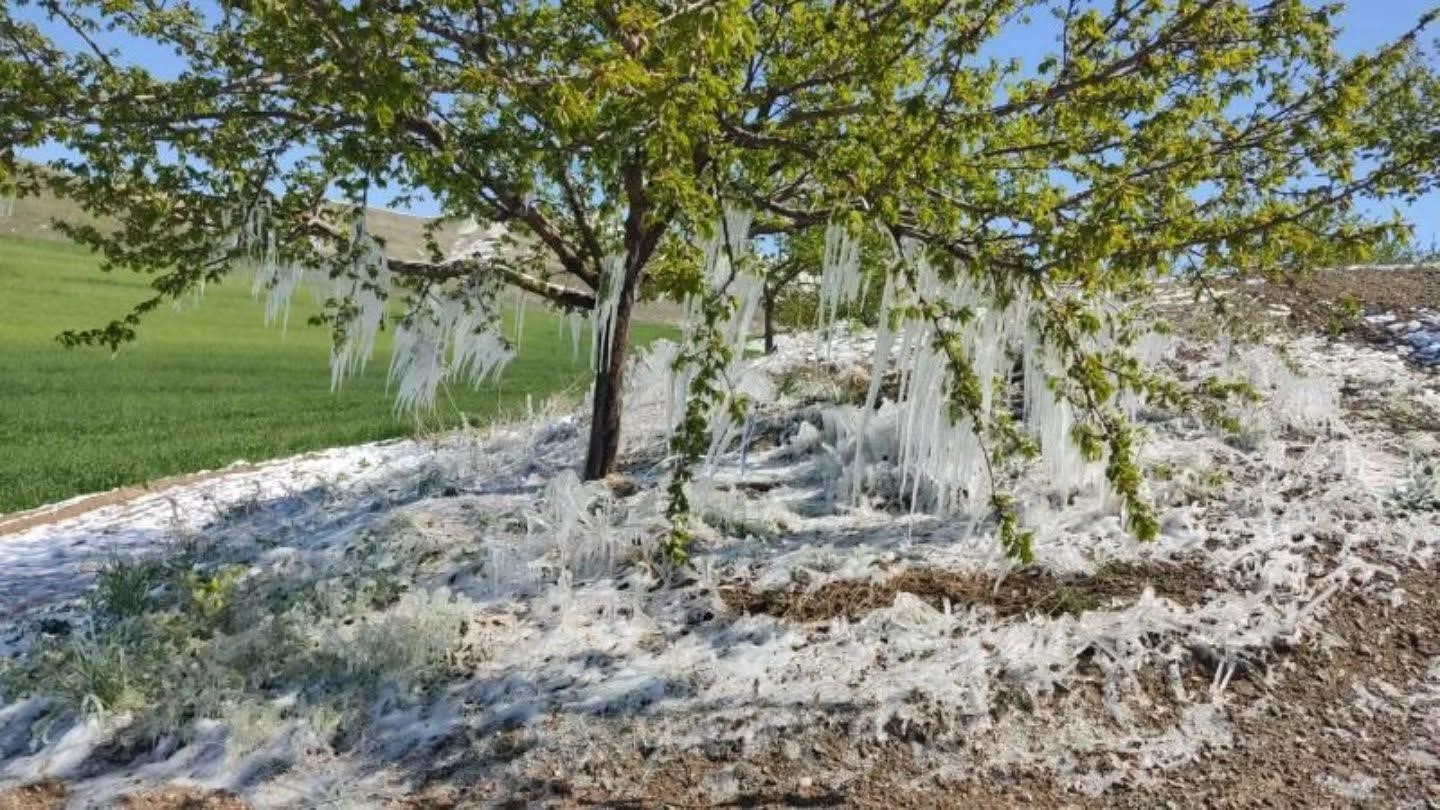 Elazığ’da  kayısı ağaçlarında buzdan sarkıt oluştu