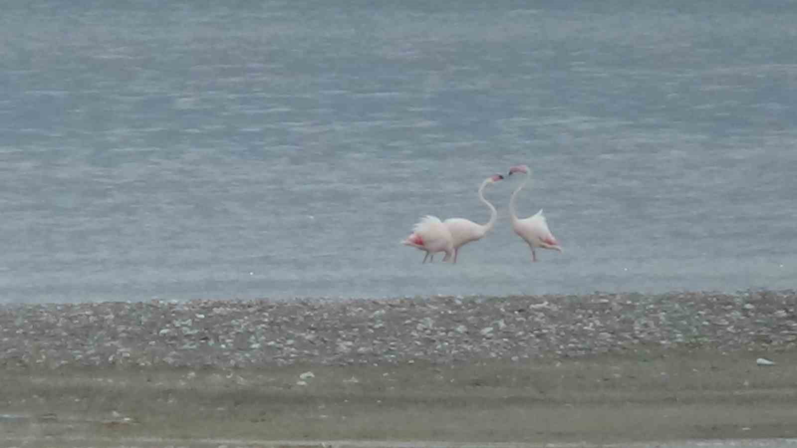 Bitlis’te yaralı bulunan flamingo Van’da tedavi altına alındı