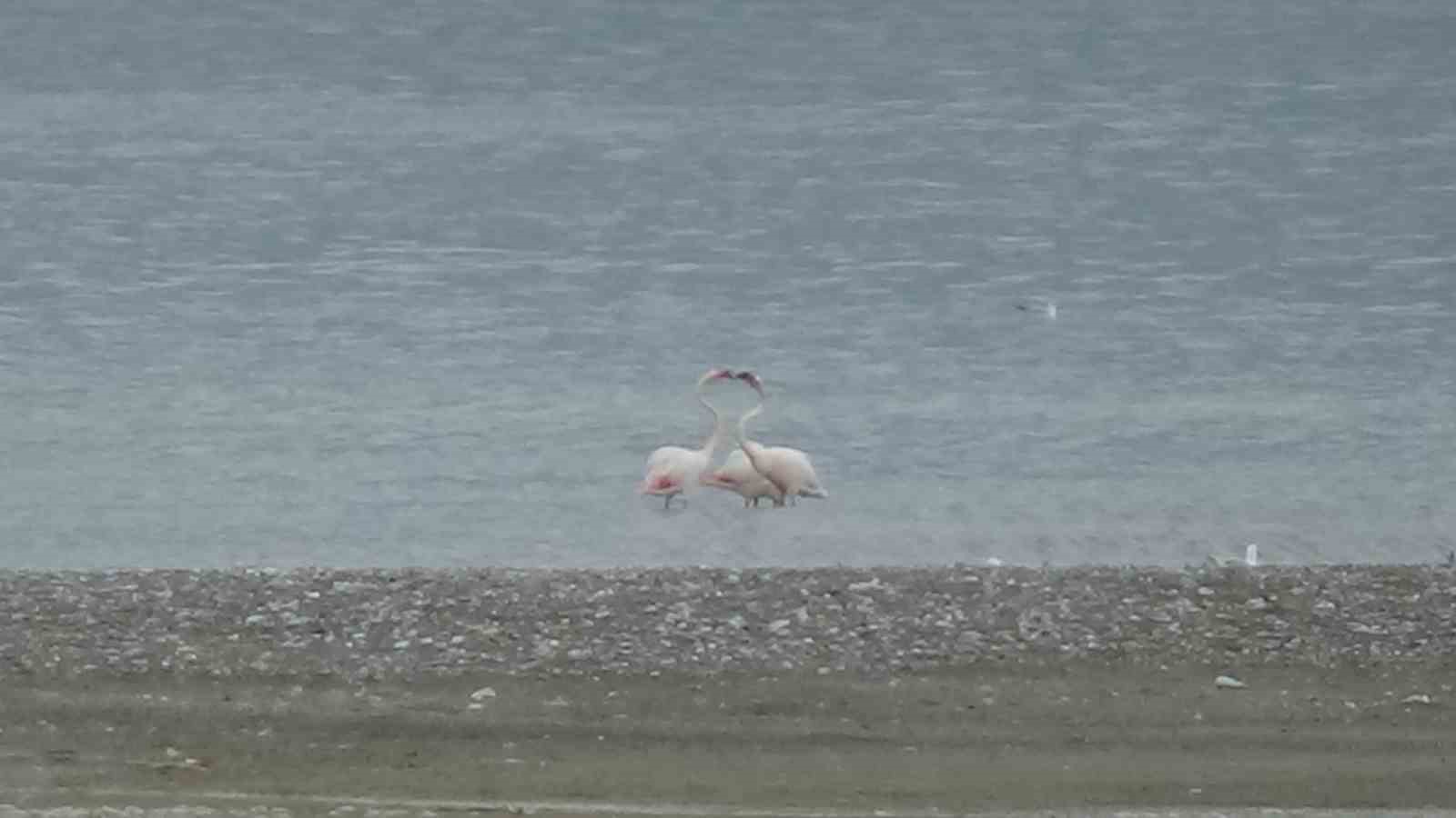 Bitlis’te yaralı bulunan flamingo Van’da tedavi altına alındı