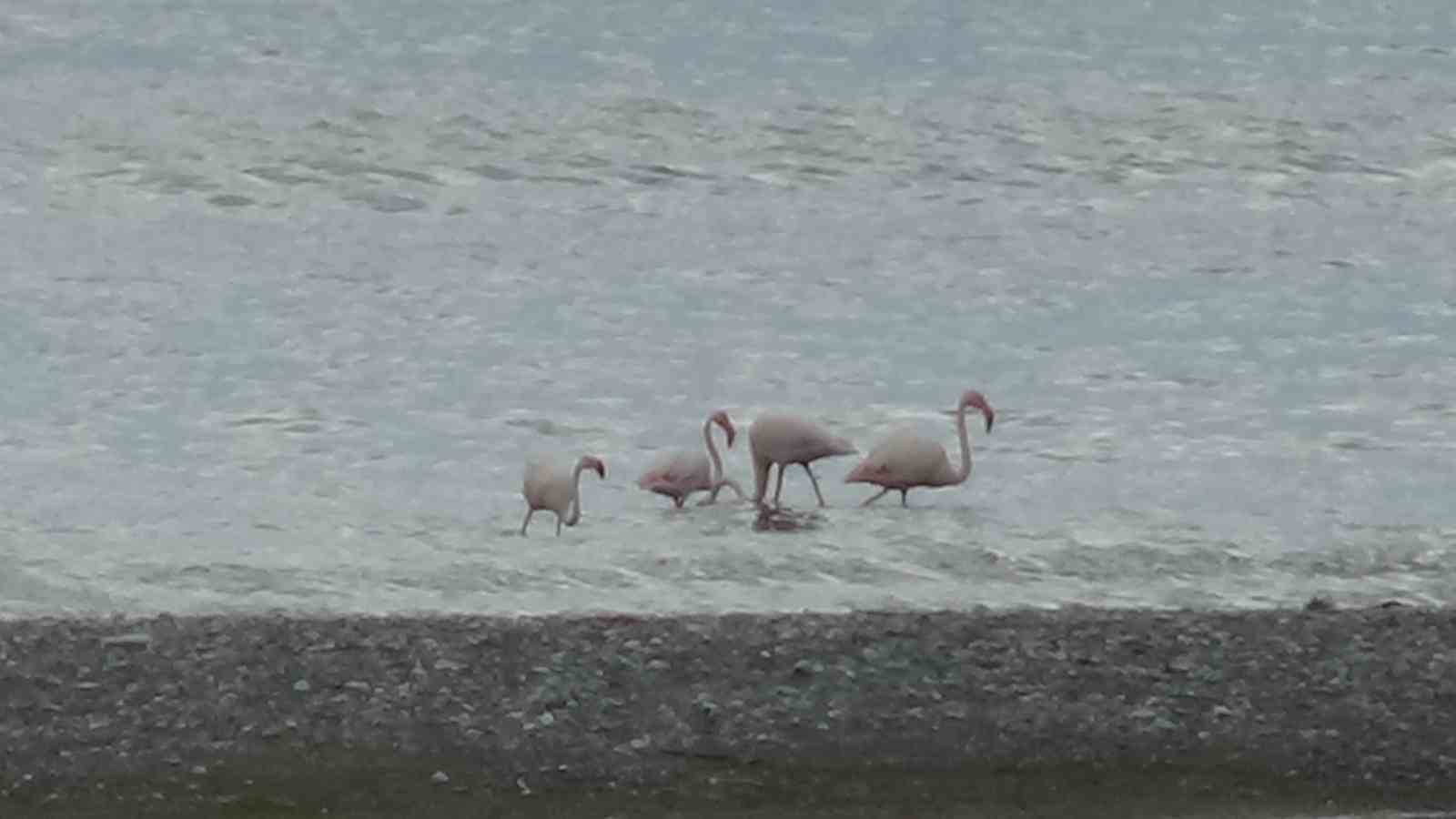 Bitlis’te yaralı bulunan flamingo Van’da tedavi altına alındı