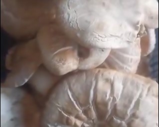 Bitlis’te dağ mantarı çıkmaya başladı