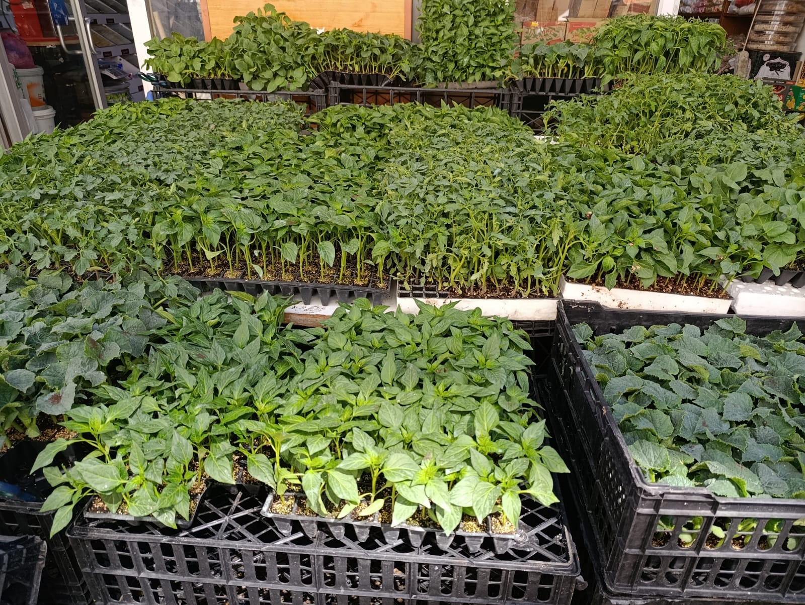 Van’da Fide Mevsimi Başladı