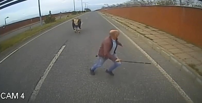Yola çıkan ineği uzaklaştırmak isterken neye uğradığını şaşırdı