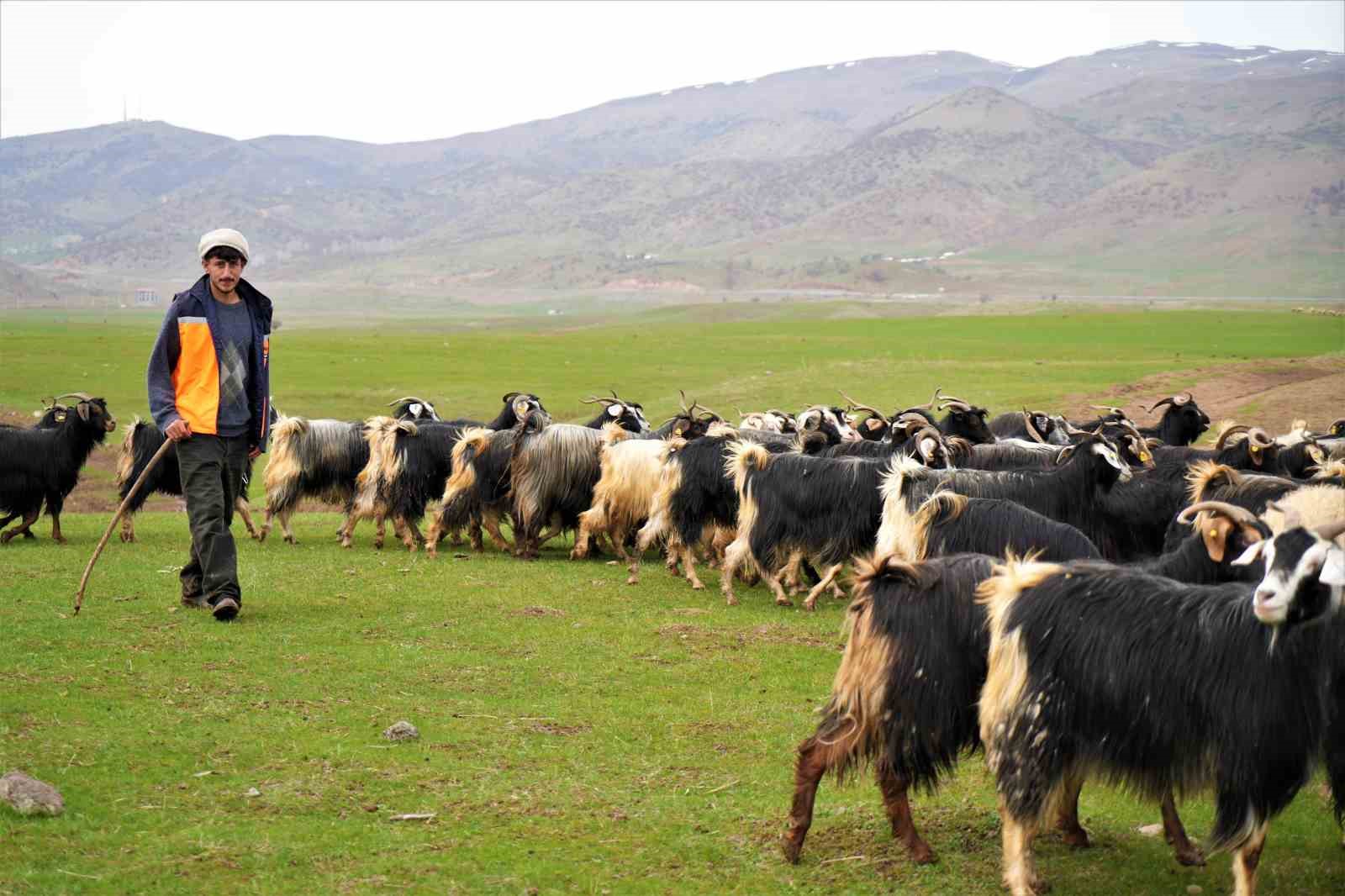 İlkbaharın gelmesiyle Muş’ta 1 milyon 250 bin hayvan meraya çıkarıldı