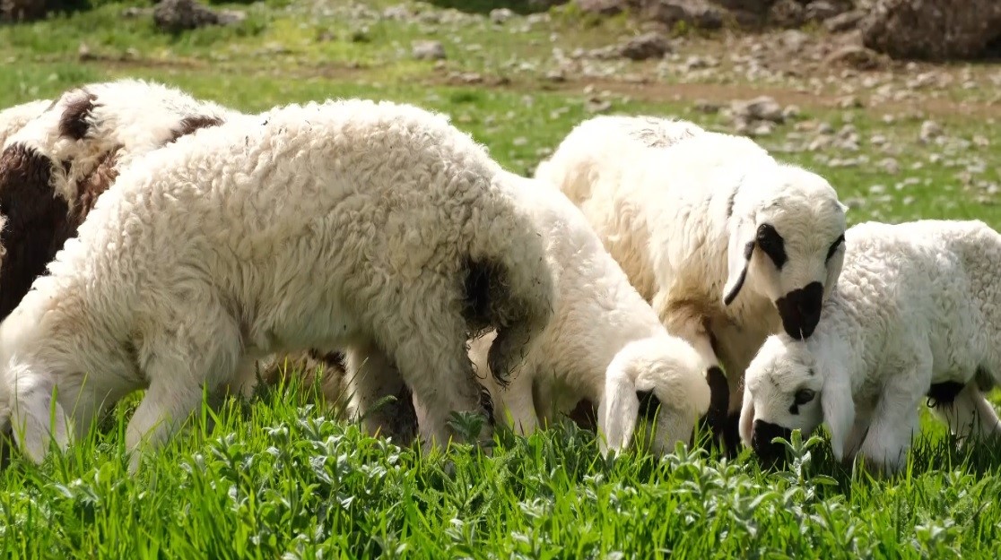 İlkbaharın gelmesiyle yeşeren meralar oğlak ve kuzuların sesleriyle şenlendi