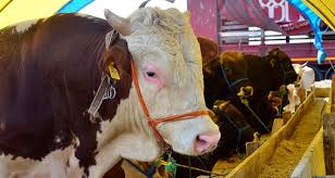 2025 Yılı Vekaletle Kurban Bedelleri Açıklandı