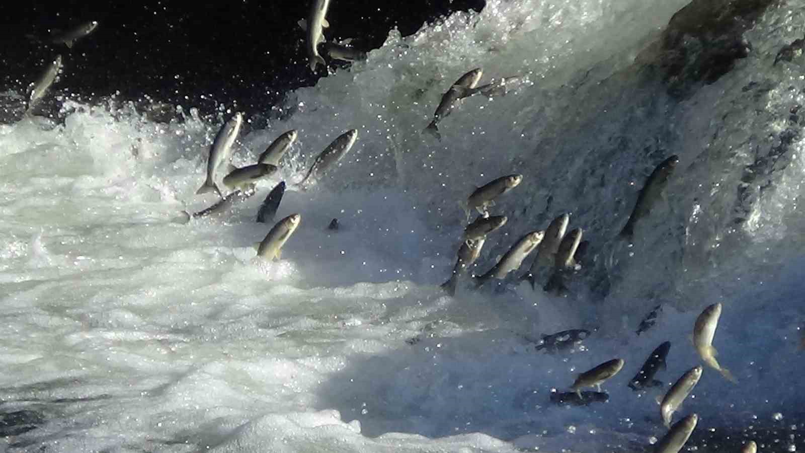 İnci kefalini zorlu bir üreme dönemi bekliyor