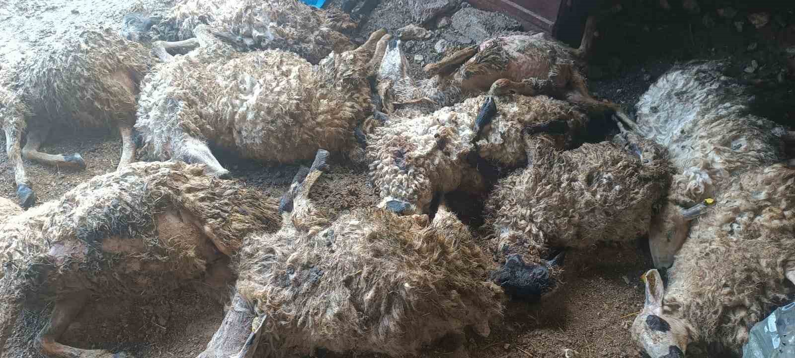 İzdiham oluşan ağılda 11 koyun telef oldu