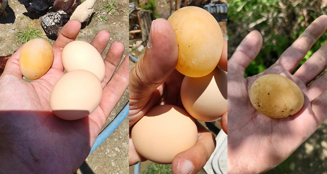 Bu yumurtayı gören gözlerine inanamadı