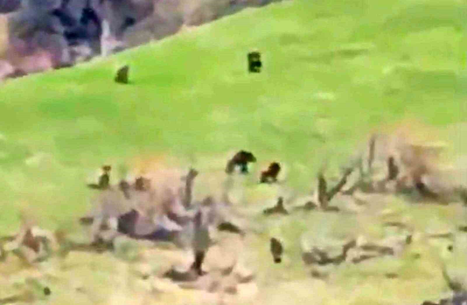 Kış uykusundan uyanan 8 bozayı bir arada