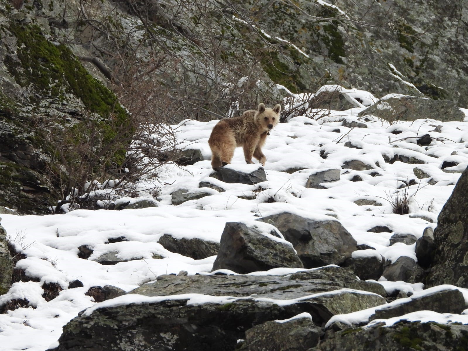 Kış uykusundan uyanan boz ayı yiyecek ararken görüntülendi