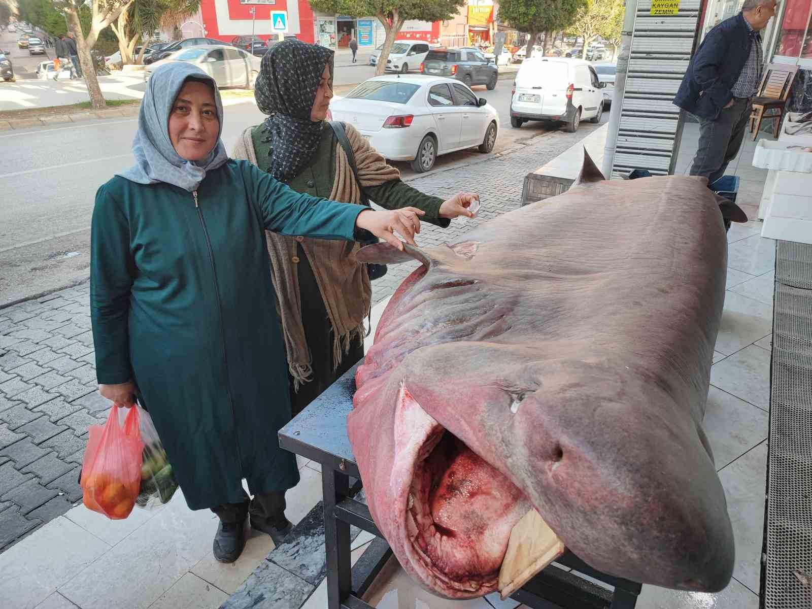 Dev köpek balığına dokunmak için yarıştılar