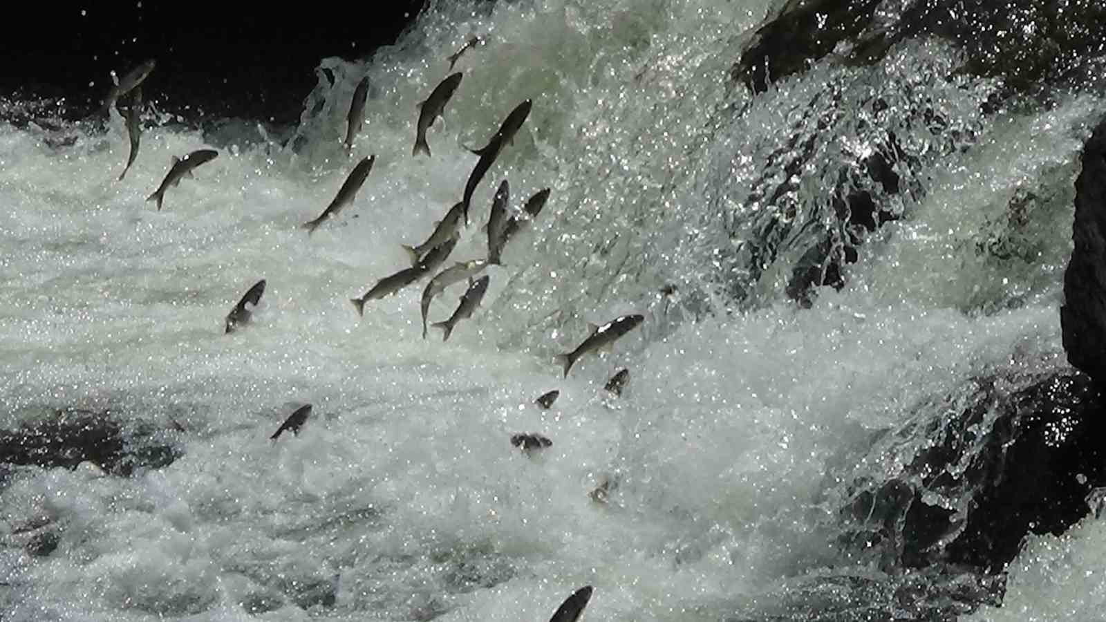 Erciş’te İnci Kefali Göçü Festivali Ne Zaman Yapılacak: Tarih Netleşti