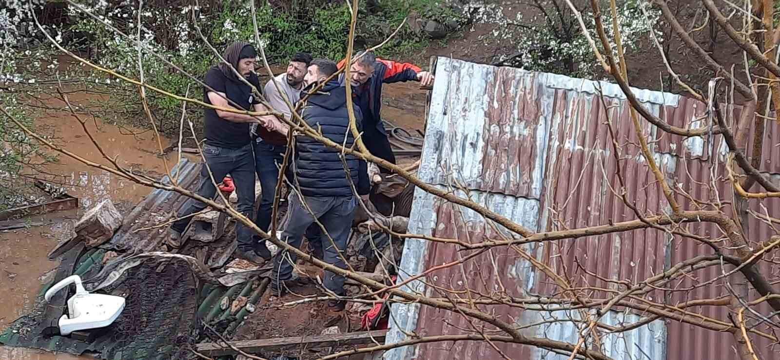 Sağanak yağış  felakete yol açtı: Su basan ahırda çok sayıda hayvan telef oldu