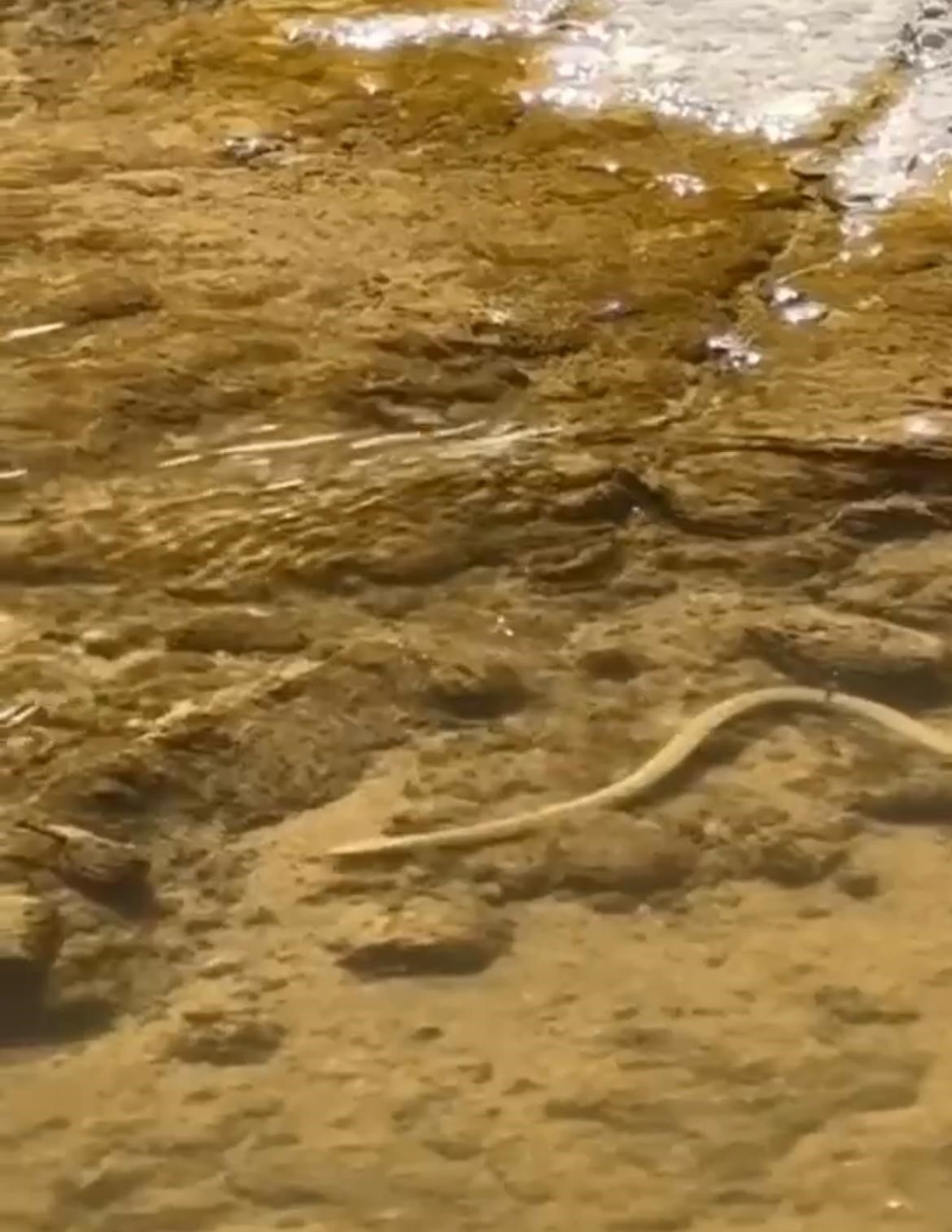 Su yılanı balık avlarken görüntülendi