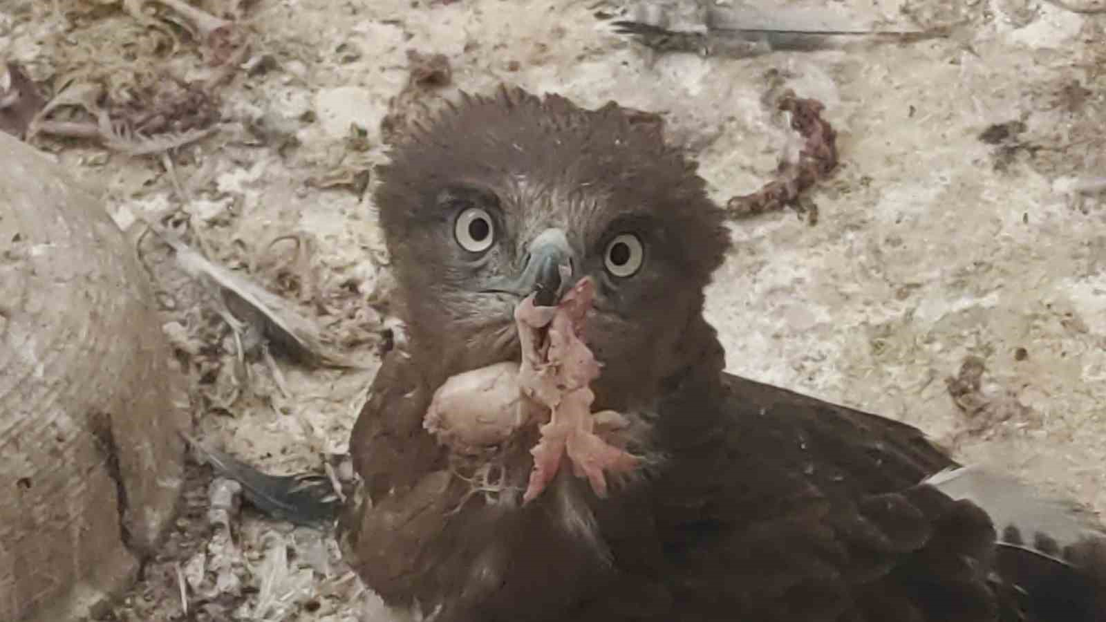 Van’da 2025 yılının ilk çeyreğinde 30 yaban hayvanı tedavi edildi