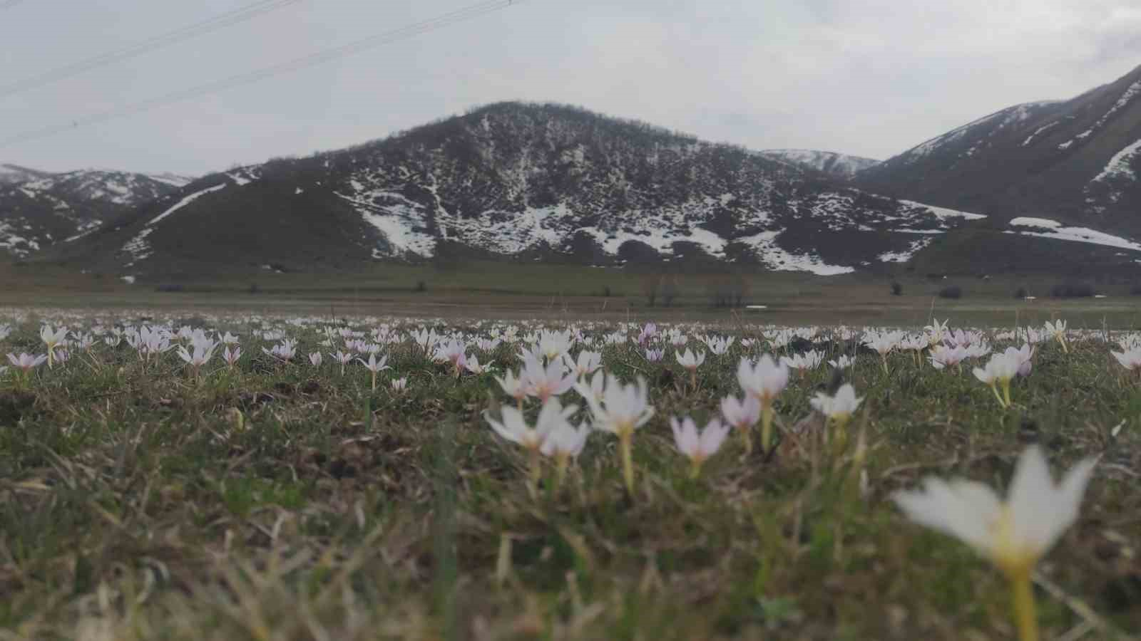 Van’da baharın müjdecisi kardelenler açtı