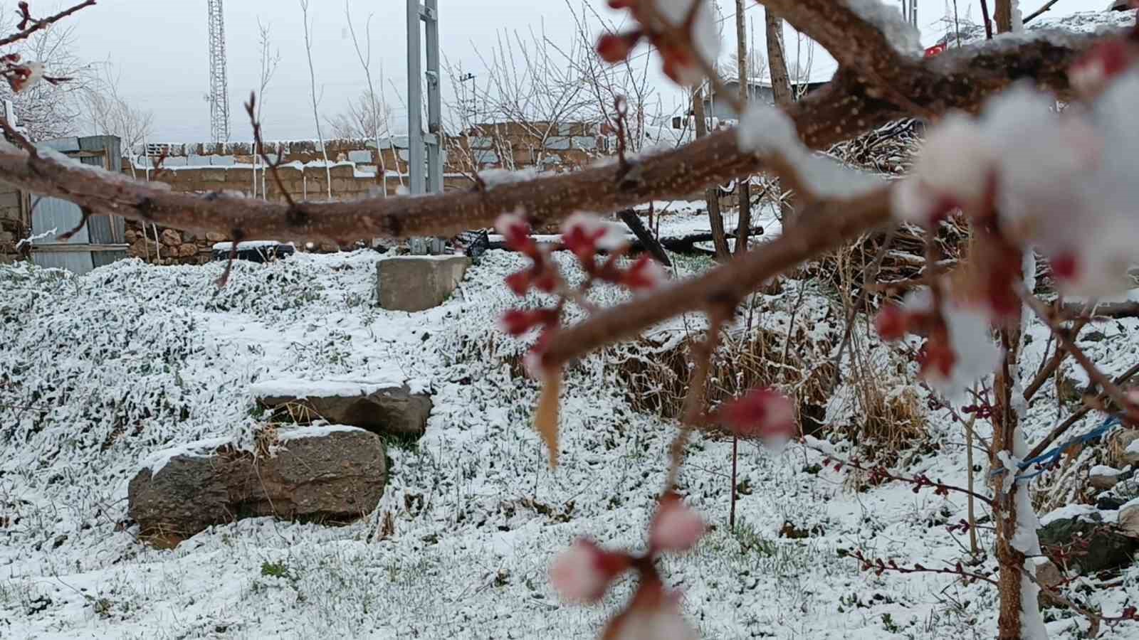 Van’da çiçek açan ağaçlara kar yağdı