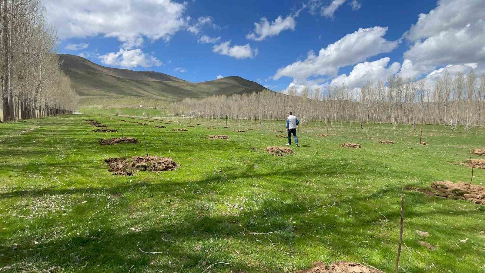 Van’da meyvecilik gelişiyor